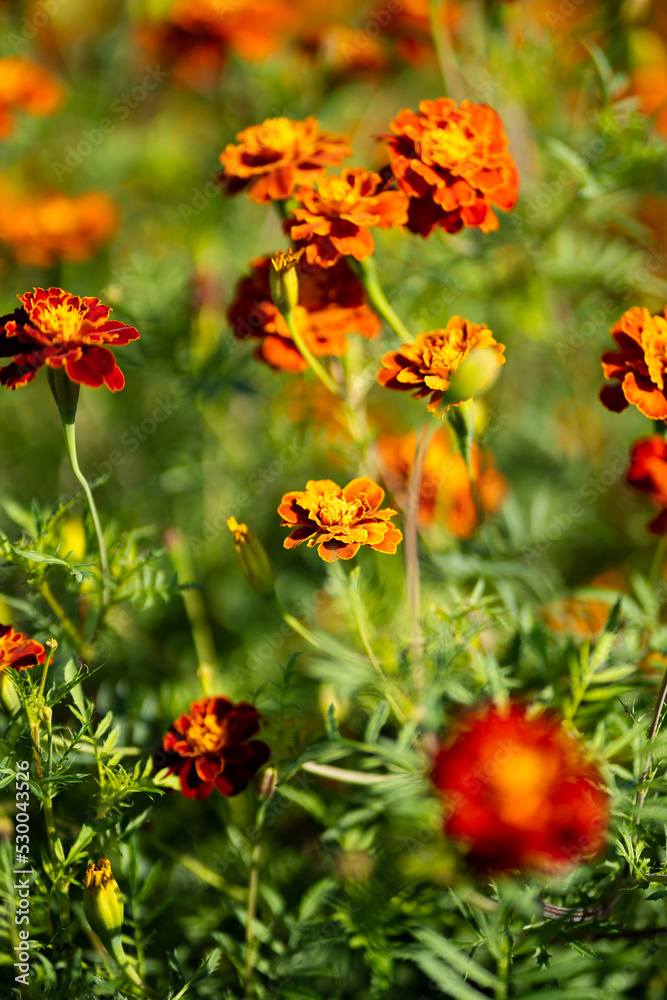 Marigolds in summer sun Marigolds in summer sun