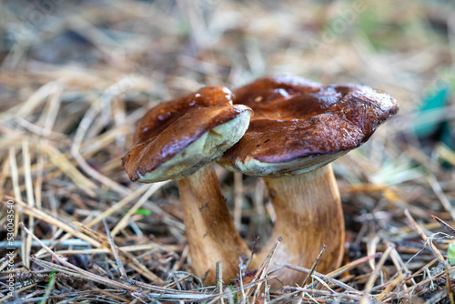 Marone Pilz steht im Wald photo