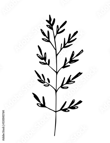 Simple hand-drawn vector drawing in black outline. Wild plant  steppe grass  fawn flowers. Branch isolated on white background. Ink sketch.