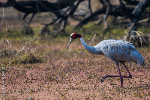 An isolated Sarus Crane ( Grus antigone) is a nonmigratory bird , taken in Keoladeo national park