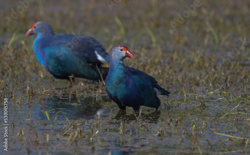 Foto Grey headed swamphen or purple moorhen in a wetland in Bharatpur bird sanctuary