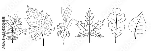 Wallpaper Mural Autumn leaves coloring book. Line art leaves. Autumn graphic resource.	 Torontodigital.ca