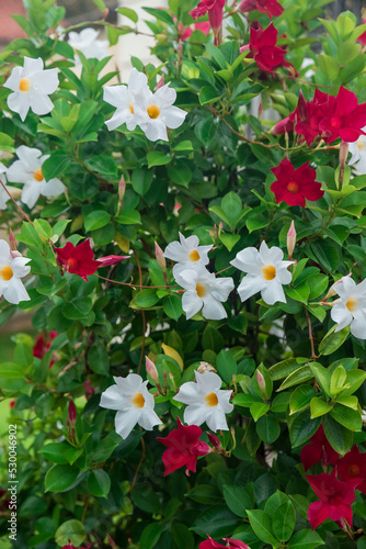 Fototapeta Naklejka Na Ścianę i Meble -  pnąca roślina z kolorowymi kwiatami