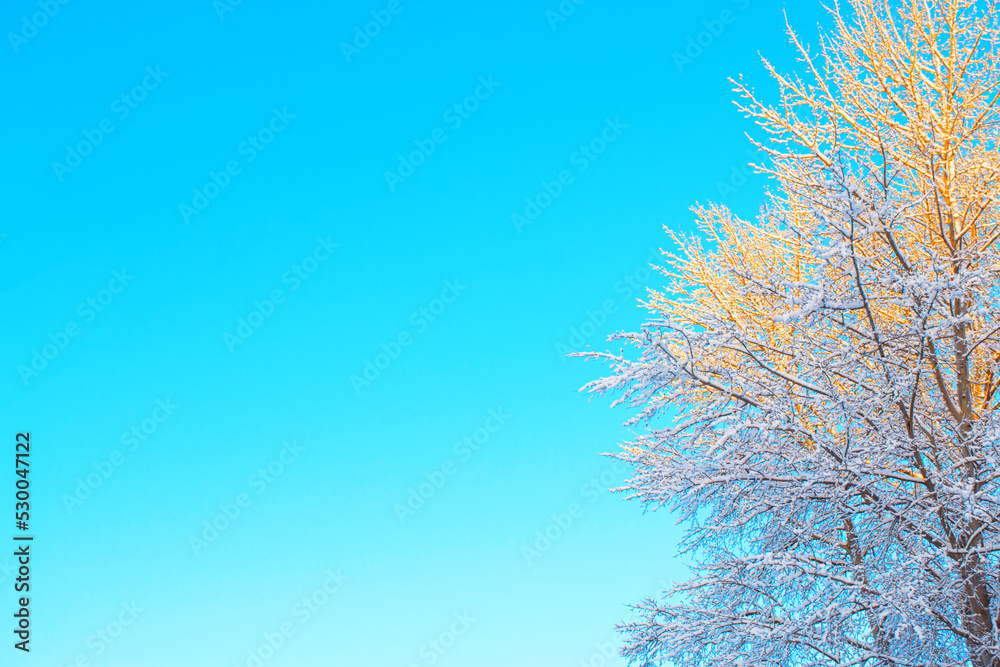 Frozen winter forest with snow covered trees. Frozen winter forest with snow covered trees.