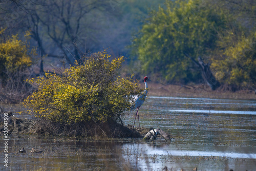 An isolated Sarus Crane ( Grus antigone) is a nonmigratory bird , taken in Keoladeo national park photo