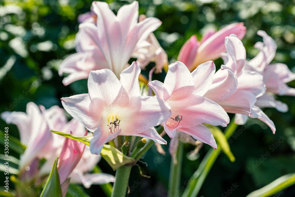 Amarcrinum howardii flowers. This fabulous hybrid of Amaryllis and ...