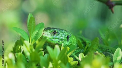 a small green lizard on green bushes. lizards catch beetles, butterflies and other crop pests, feed on bears, which helps gardeners and farmers. photo