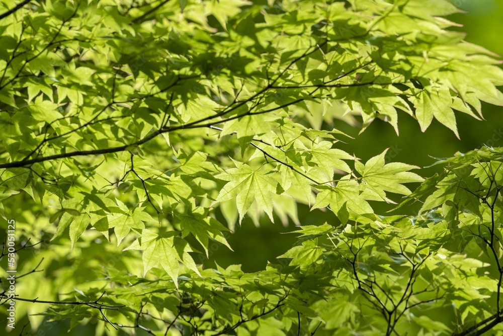 新緑の葉が美しく風に揺れる森の中 新緑の葉が美しく風に揺れる森の中