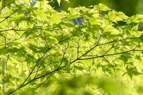 新緑の葉が美しく風に揺れる森の中