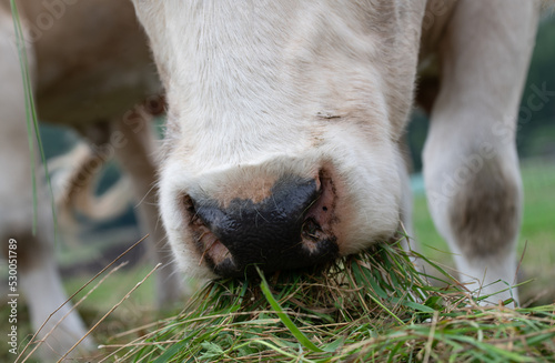 Close-up of the muzzle of a fair-haired cow eating green grass in the meadow.