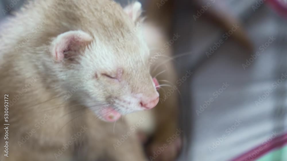 the red-haired domestic ferret in a hammock in a cage. unusual pets. food and accessories for rodents. the red-haired domestic ferret in a hammock in a cage. unusual pets. food and accessories for rodents.