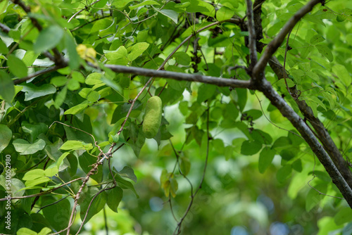 Young fruits of akebia, hanging on a vine