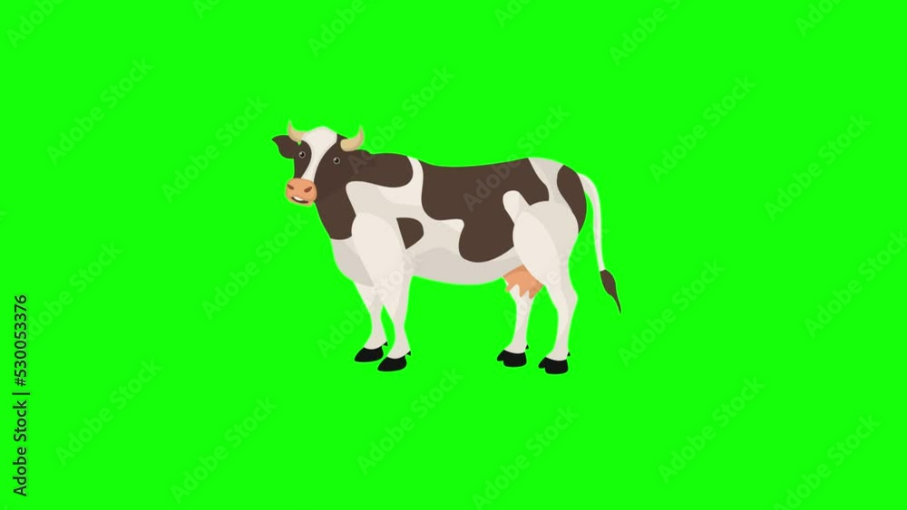 Cheerful dairy cartoon cow 2D animation, green screen Cheerful dairy cartoon cow 2D animation, green screen