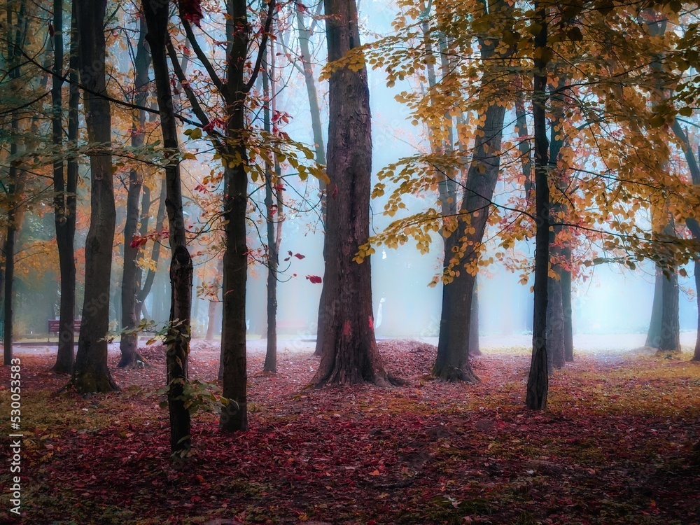 Misty autumn forest in the morning. Colorful leaves in a magical forest. atmospheric landscape. Fall colors in the park.