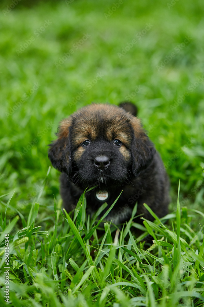 Obraz premium Brown cute happy puppy Newfoundland, Adorable smile dog in the summer park on green grass outdoor.