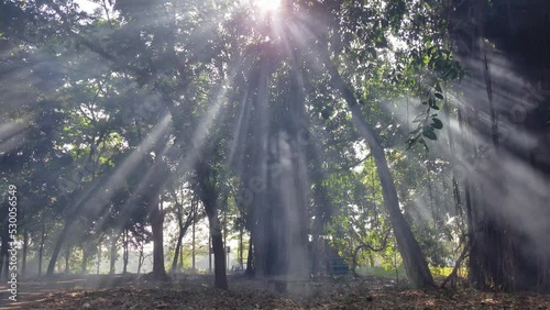 Tyndall effect or scattered light through trees. Smoke makes light visible photo