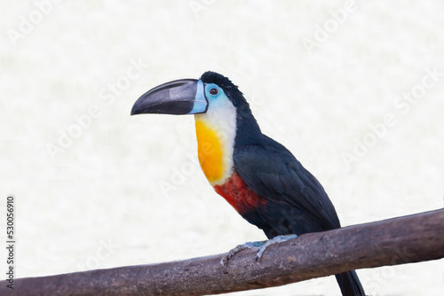 Toucan-ariel (lat. Ramphastos vitellinus) with a beautiful yellow breast and a powerful large beak sitting on a wooden stick isolated on a white background. Birds, ornithology, ecology. photo