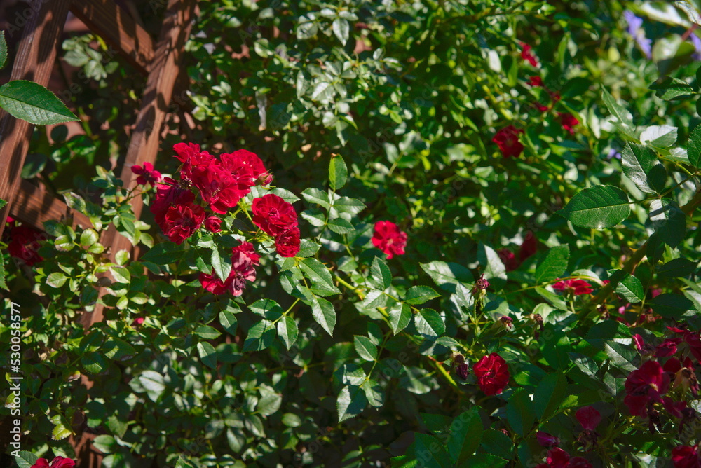Many flowers of red roses on the garden pergola