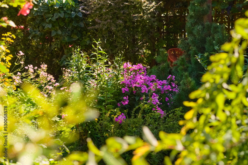 Fototapeta premium purple phloxes in the garden in the summer