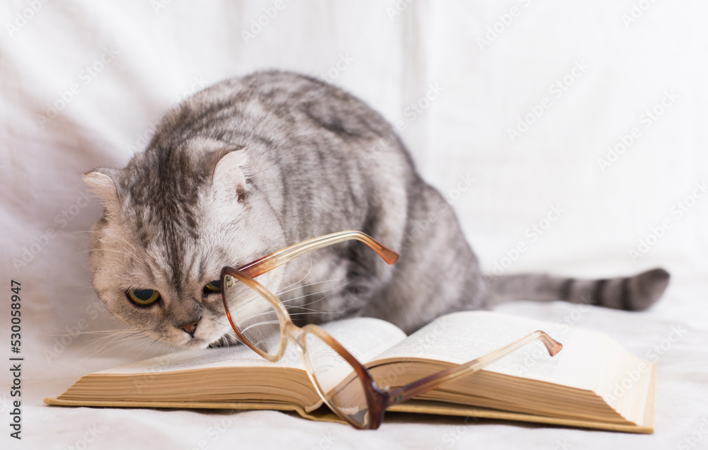 Curious cat playing with glasses lying on open book