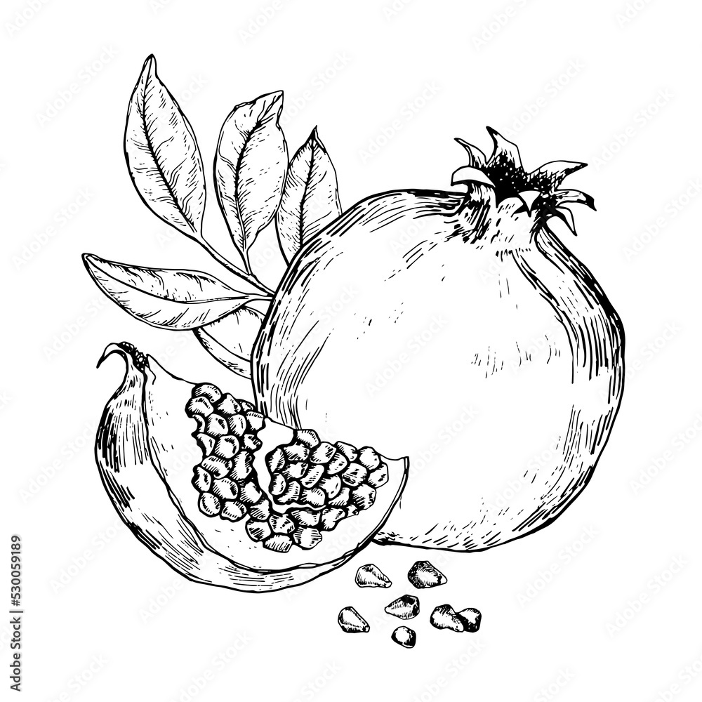 Black and white sketch of pomegranate fruits and leaves. Hand drawn ...