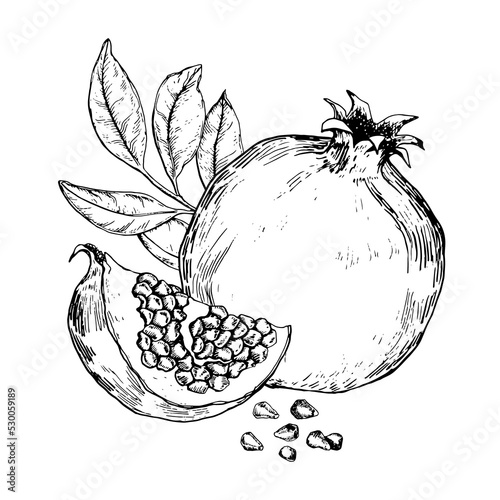Black and white sketch of pomegranate fruits and leaves. Hand drawn vector illustration.