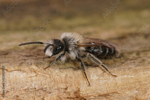 Closeup on the small white male of the sandpit mining bee, Andrena barbilabris, sitting on wood