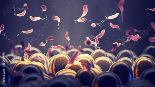 Helicobacter Pylori is a gastrointestinal bacterium that can affect the stomach lining and cause ulcers or even cancer. Gastrointestinal bacteria and gut microbiota composition photo