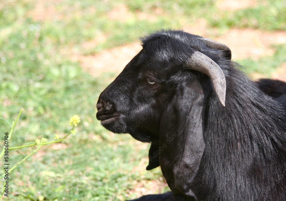 A Male Goat smelling yellow wild flower in Mersin, Turkey A Male Goat smelling yellow wild flower in Mersin, Turkey