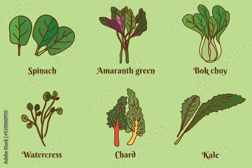 Hand drawn flat cartoon vector illustration; set of the leaves vegetables or leafy greens such as chard, bok choy, spinach, kale, watercress, amaranth green isolated on light green background.