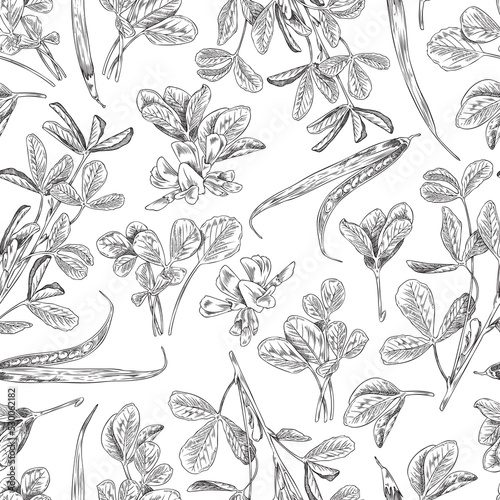 Hand drawn fenugreek seamless pattern, monochrome sketch vector illustration on white background.