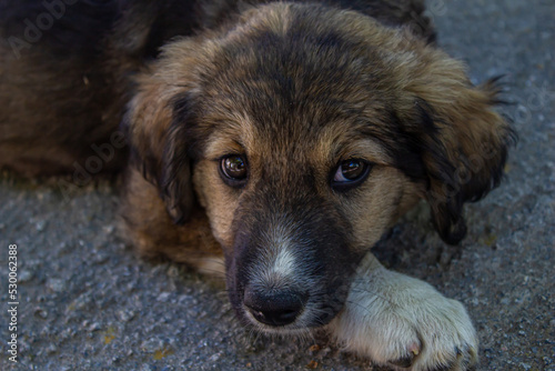 Portrait of cute brown dog. 