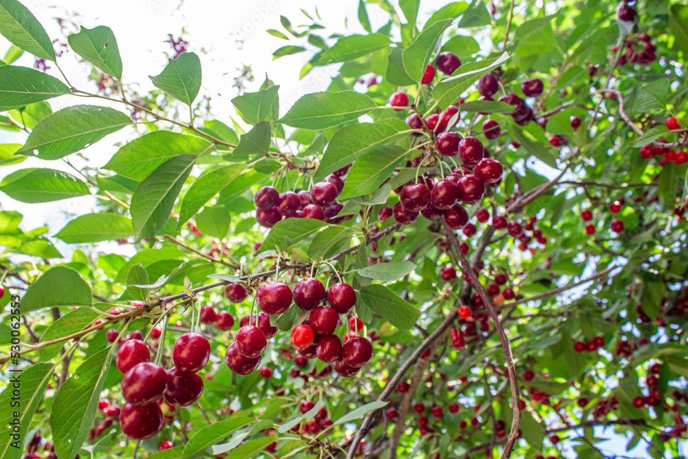 Sour cherry hanging on tree branch Sour cherry hanging on tree branch