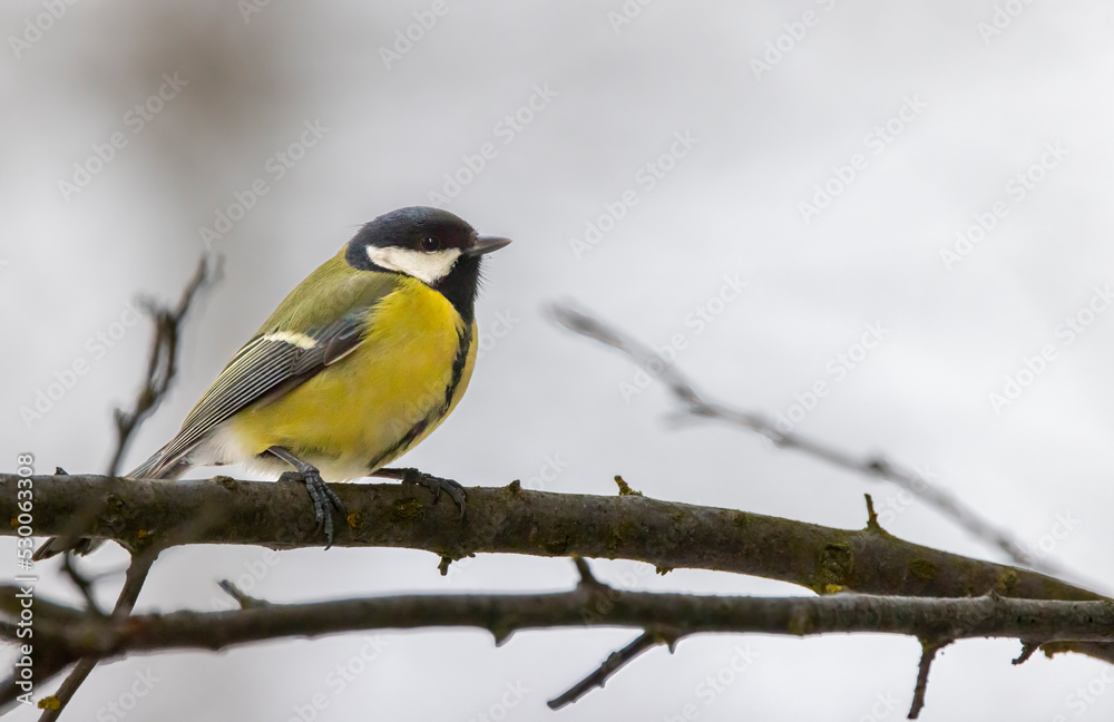 Great tit near National park Podyji, Southern Moravia, Czech Republic Great tit near National park Podyji, Southern Moravia, Czech Republic