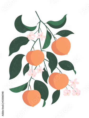 branch with peach fruits, leaves and flowers on light background