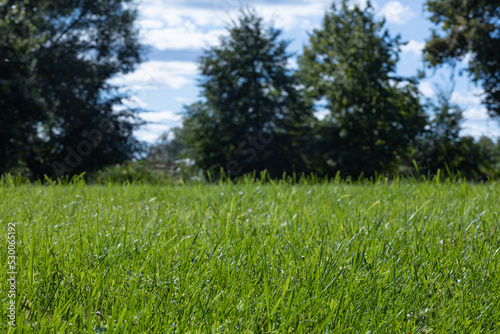 summer landscape in a park or forest with lush green grass in the foreground and blurry trees