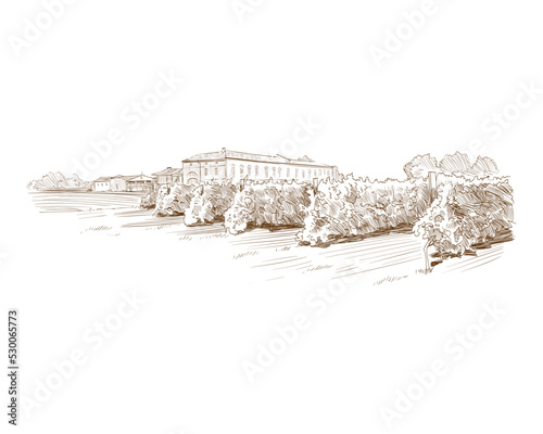 Vineyard landscape vector sketch design. Hand drawn illustration