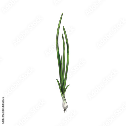 Spring green onion long stalks or shoots engraving vector illustration isolated.