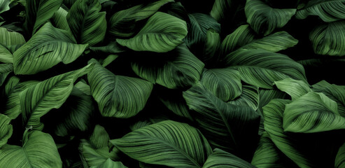abstract green leaf texture, nature background, tropical leaf	