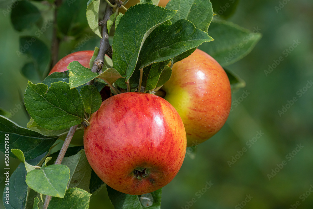 King of the Pippins - Apple 