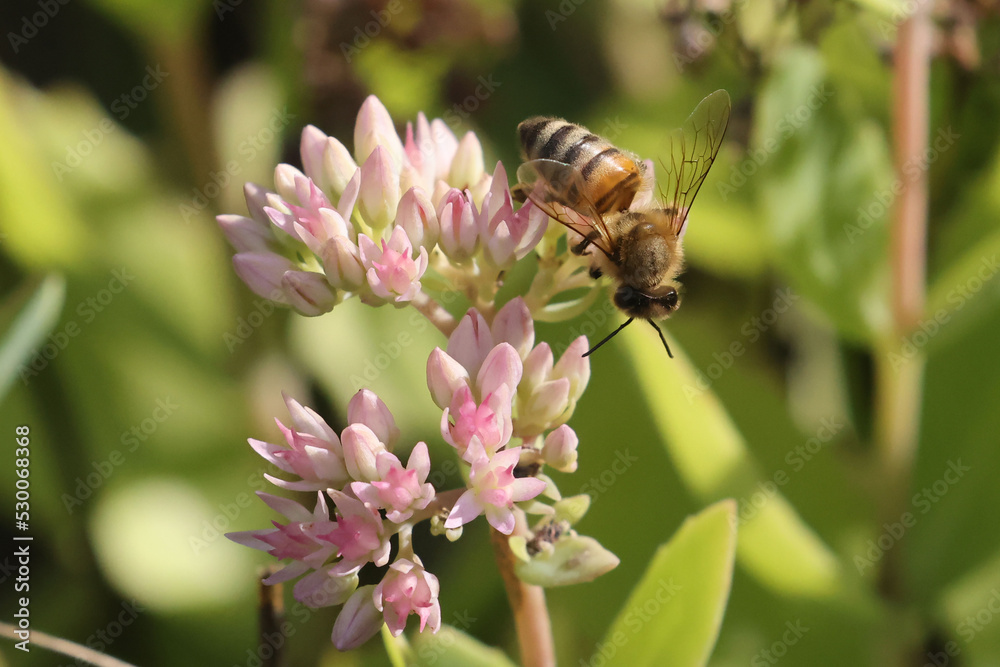 Fototapeta premium Honeybee feeding on small pink flower