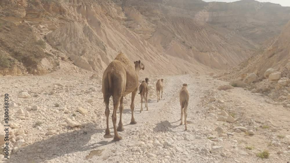 Offroad Through A Wadi in Oman Offroad Through A Wadi in Oman
