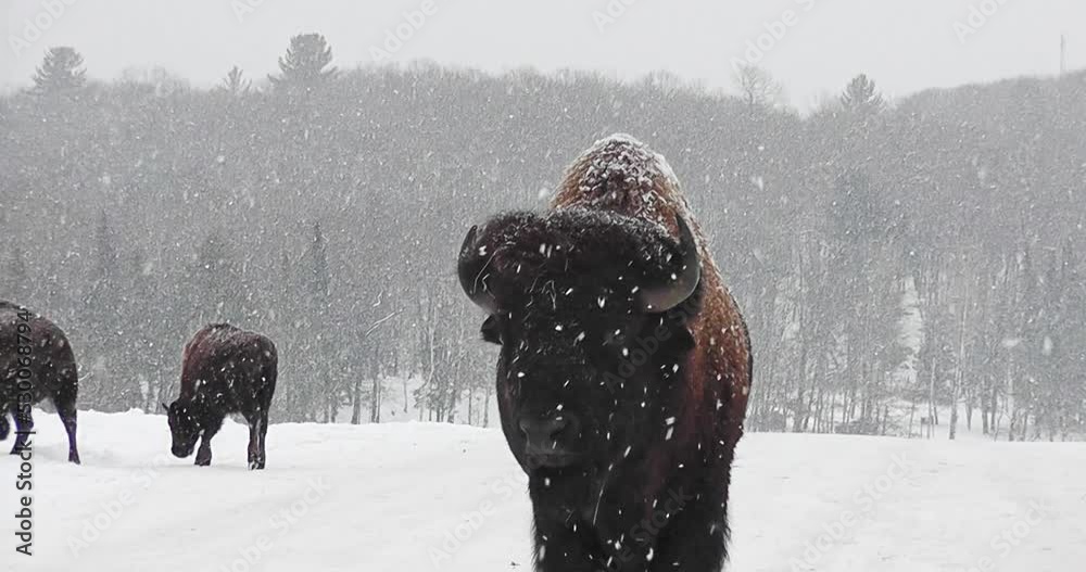 Close-up of male bison, covered in snow, during a snow shower near a wooded area, in winter