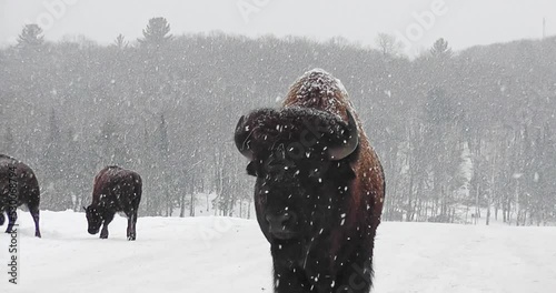 Close-up of male bison, covered in snow, during a snow shower near a wooded area, in winter