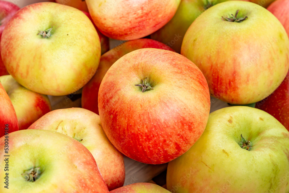 delicious Elstar and Gala apples at the apple tree delicious Elstar and Gala apples at the apple tree