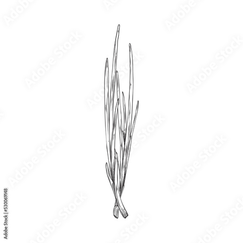 Spring green onion bulbs with stalks hand drawn engraving vector illustration isolated.