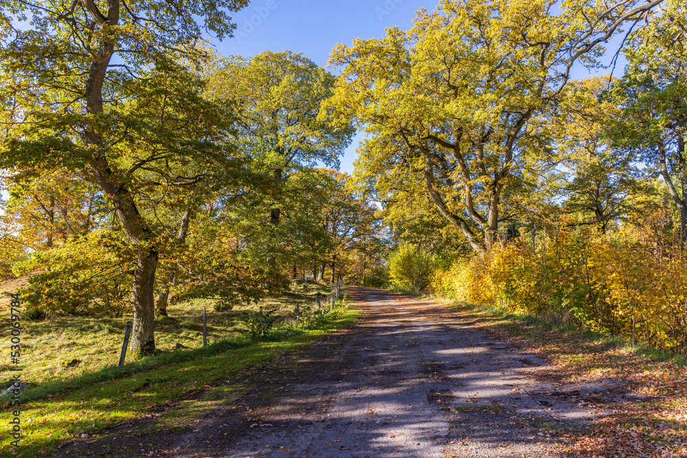 Road in a oak woodland with autumn colors