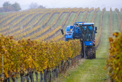 harvesting grapes with a combine harvester, Southern Moravia, Czech Republic