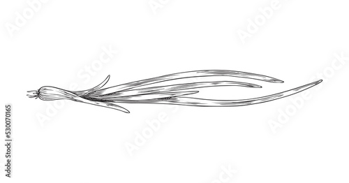 Spring onion with straplike leaves engraving vector illustration isolated.