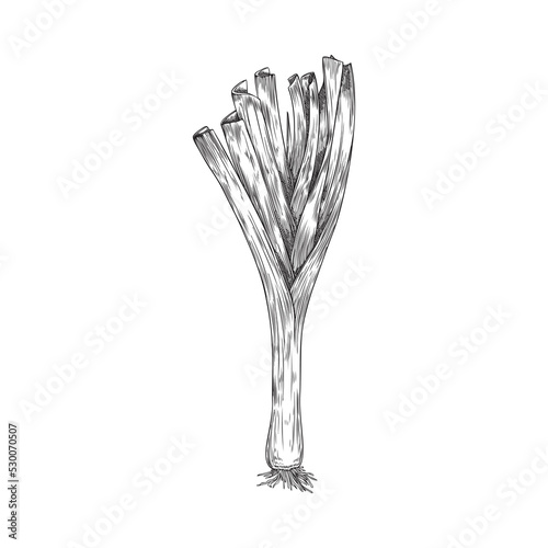 Hand drawn monochrome sprouting onion sketch style